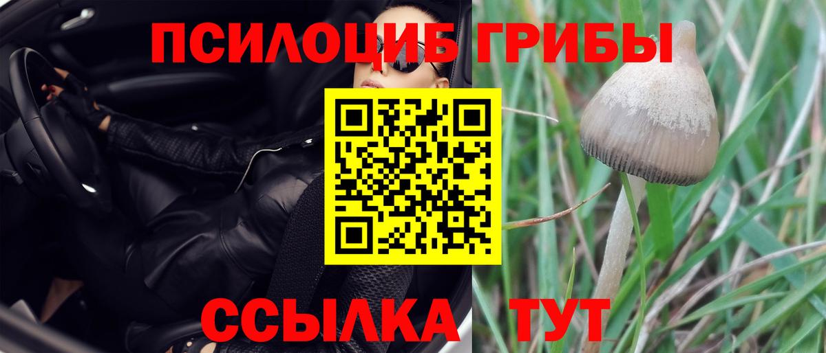 Псилоцибиновые грибы GOLDEN TEACHER Глазов